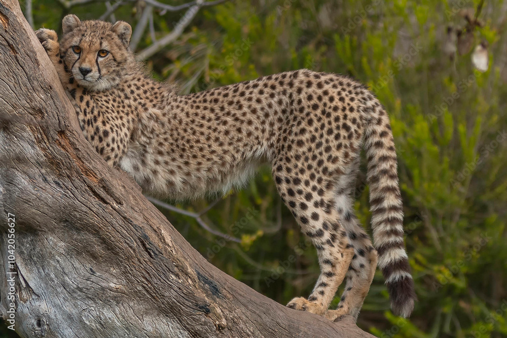 Fototapeta premium Leopardo