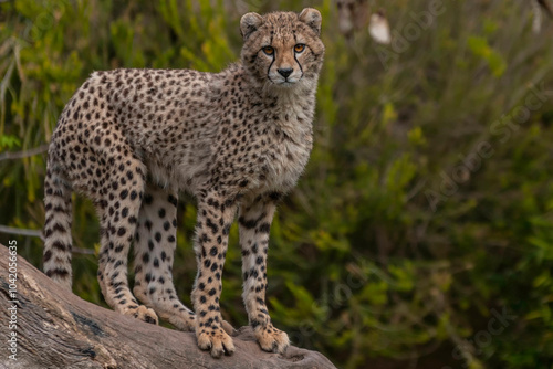 Leopardo photo