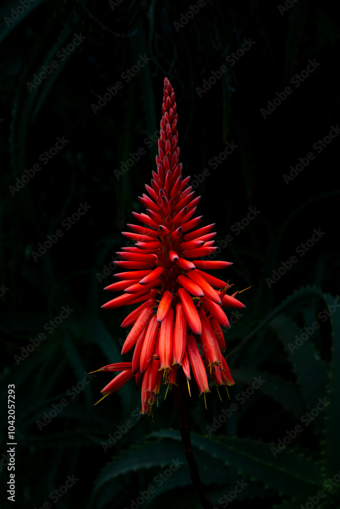 The Bold and the Beautiful: Flowers in Vivid Colors The Bold and the Beautiful: Flowers in Vivid Colors