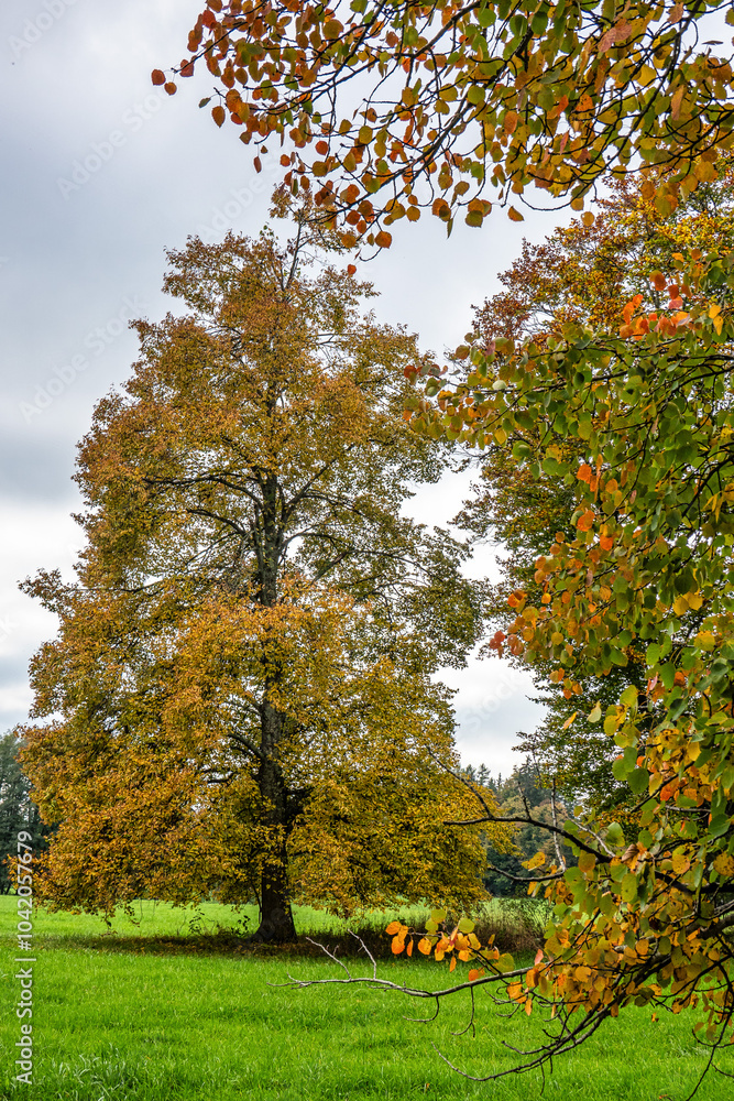 Autumn view at Bernrieder Park on Lake Starnberg, Bavaria, Upper Bavaria, Germany Autumn view at Bernrieder Park on Lake Starnberg, Bavaria, Upper Bavaria, Germany