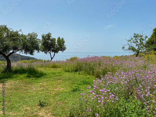 Wallpaper Mural Coastal hiking trail through vibrant field of purple wildflowers in full bloom in Himare, Albania, Europe. Panoramic view of Ionian Mediterranean sea along Albanian Riviera. Summer travel destination Torontodigital.ca