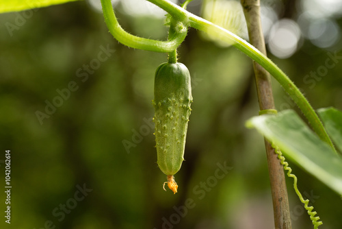 Cucumber on vine