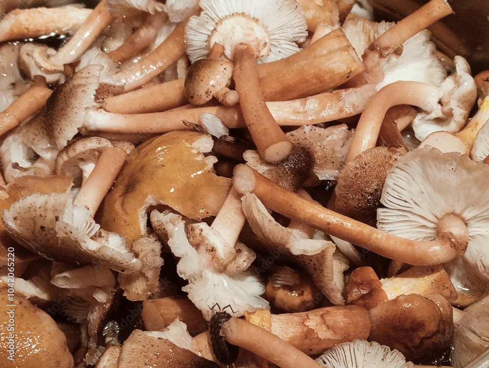 mushrooms in the market