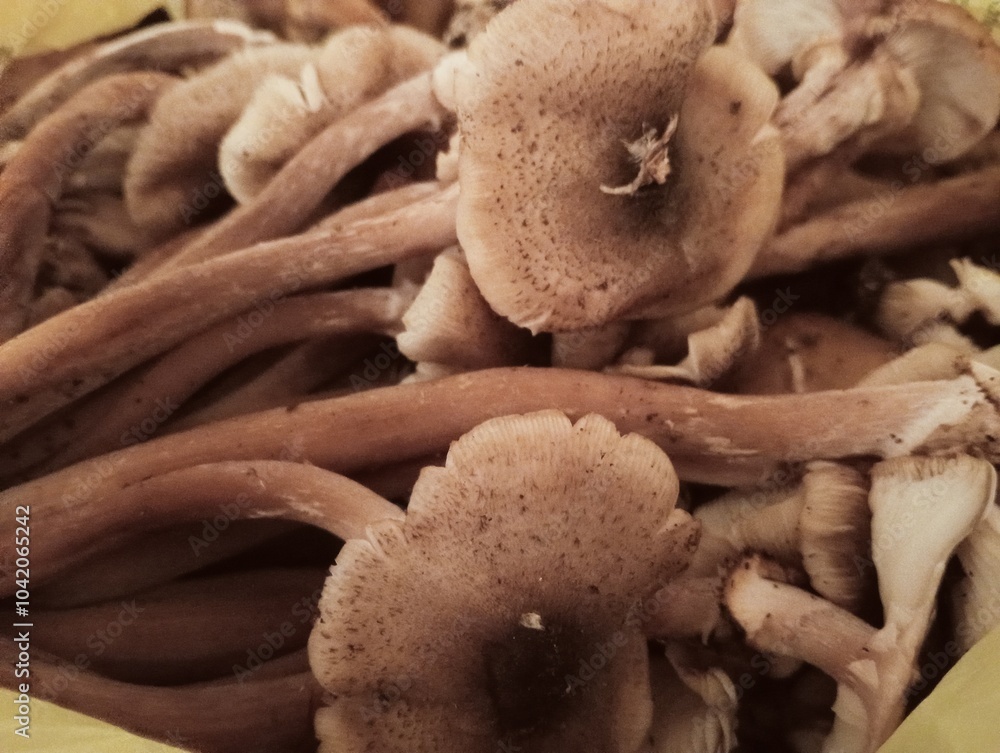 closeup of raw honey mushrooms