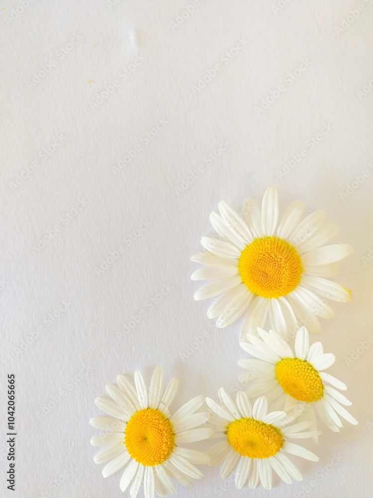 Obraz premium a daisy on white background