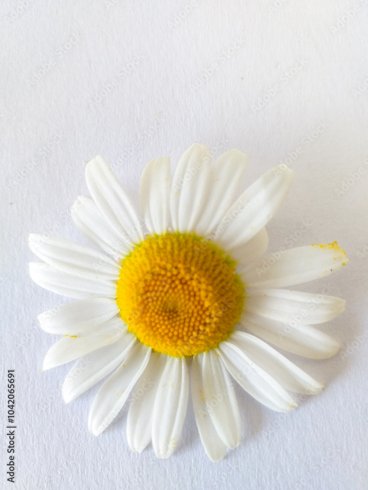 Obraz premium a daisy on white background