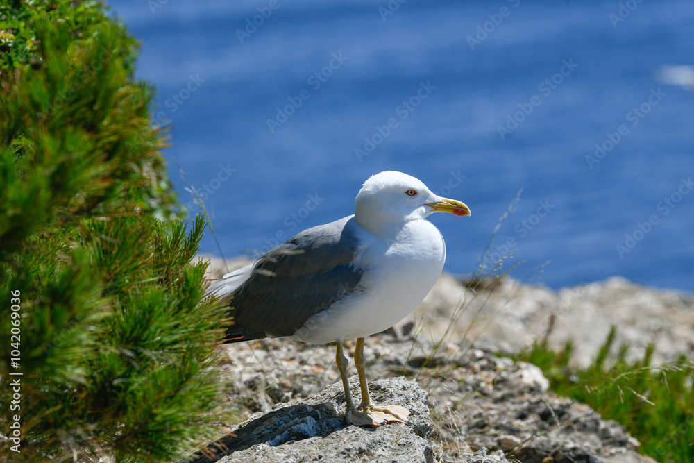 Obraz premium Seagulls and wildlife, Ile de Porquerolles, Provence, France. High quality photo