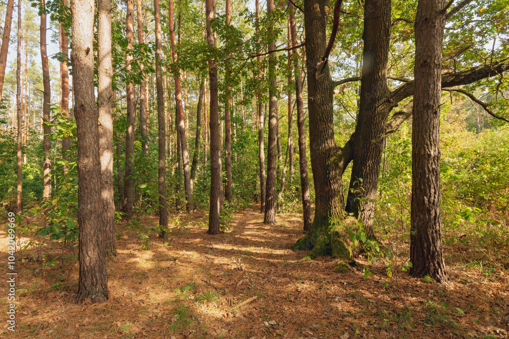 Obraz premium pine forest in autumn on a sunny day