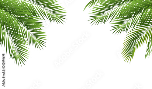 Tropical Palm Tree With Isolated White Background