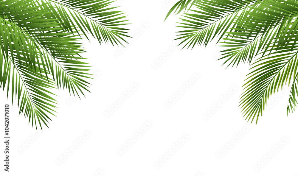 Tropical Palm Tree With Isolated White Background Tropical Palm Tree With Isolated White Background