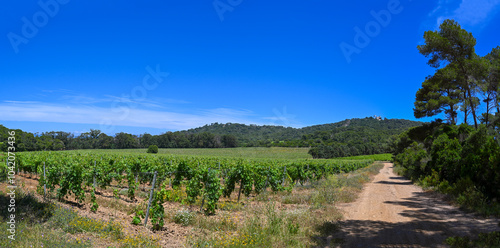 Vines on the Porquerolles island, Vineyard landscape, Summer vines on the Porquerolle island, South of Provence, France, High quality photo