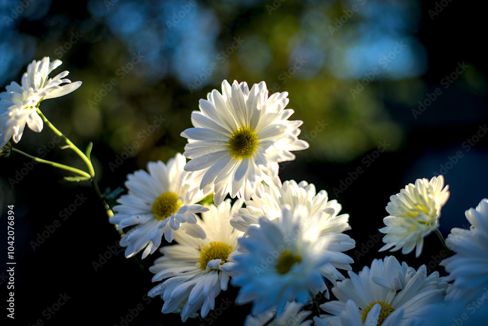 White chrysanthemums on sunlight in the garden