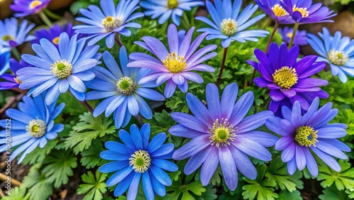 Vibrant Balkan Anemone Flowers in a Lush Garden Setting Perfect for Spring Gardening and Floristics