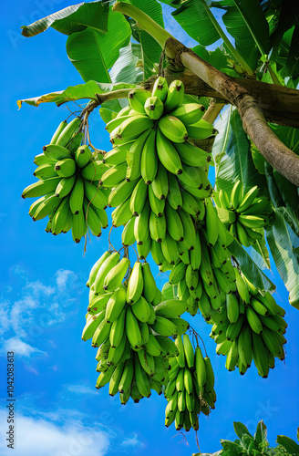 A bunch of green bananas hanging from a tree