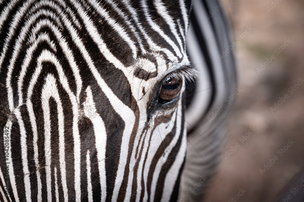 A zebra's eye is shown in close up