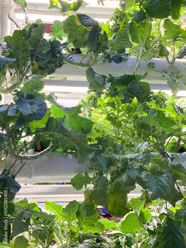 hydroponic setup from sewer pipes in a shopping mall. Microgreens stand. Cabbage, lettuce, fresh greens. Growing, healthy vitamins, herbs, home microgreens, kitchen, leaves, microelements