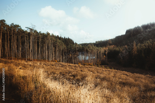 Serene autumn landscape with tall trees and golden grass under a clear blue sky. Entwistle reservoir woodland Lancashire UK. photo