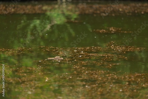 The Amazon green frog on a leaf.