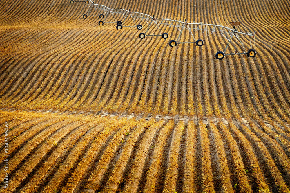 Fototapeta premium Pivot Irrigation Water Lines on Furrowed Farm Ground Agricultural Farming