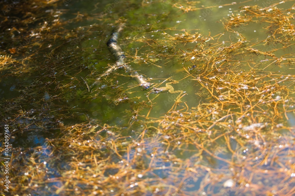 Obraz premium The Amazon green frog on a leaf.