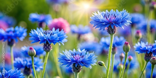Fototapeta Naklejka Na Ścianę i Meble -  Cornflower flowers in a garden with blue flowers