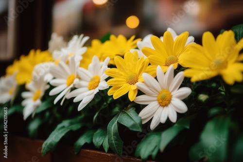 Radiant yellow white daisies in full bloom in garden setting
