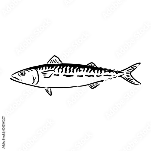 Detailed Sardine Fish vector illustration. Perfect for culinary, marine, and environmental designs.