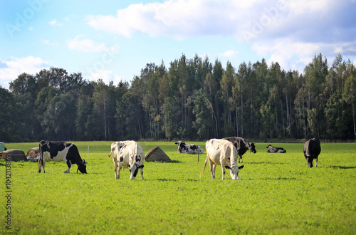 A herd of cows graze on a green meadow against the backdrop of a forest.