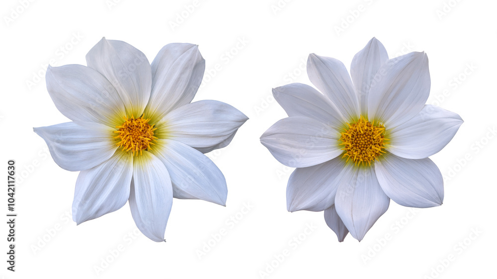 Obraz premium White dahlia flowers isolated on transparent background