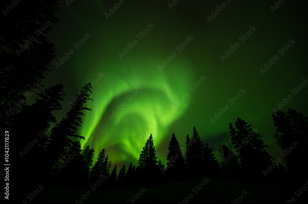 Swirling green Aurora in a dark green sky above a forest of pine and spruce trees
Swirling green Aurora in a dark green sky above a forest of pine and spruce trees