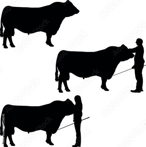 Red Angus Cow Show Vector, Livestock Judging Vector, Farm Girl Boy Vector, 4-H, FFA Show - Vector Art 