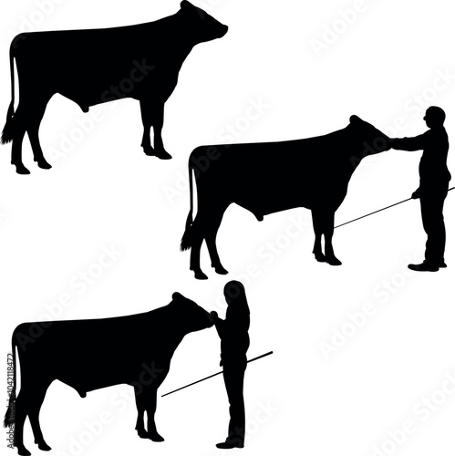 Dutch Belted Cow Show Vector, Livestock Judging Vector, Farm Girl Boy Vector, 4-H, FFA Show - Vector Art 