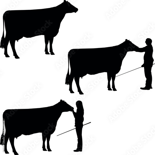 Brown Swiss Cow Show Vector, Livestock Judging Vector, Farm Girl Boy Vector, 4-H, FFA Show - Vector Art 