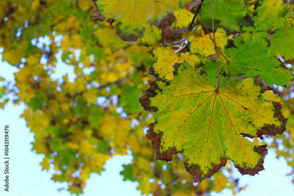 autumn leaves on a tree and blue sky autumn leaves on a tree and blue sky