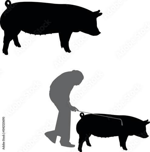 American Yorkshire Pig Show Vector File, Livestock Judging Vector, Farm Girl Boy Vector, 4-H, FFA Show - Vector Art 
