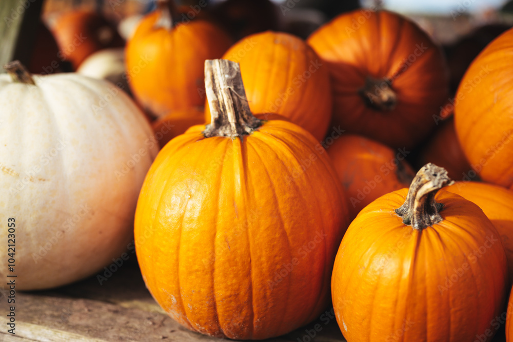 Lots of Orange Pumpkins for Halloween from a Pumpkin Field Patch Ready to Carve Fresh Orange Fall Holiday Pumpkin Fruit Collection Lots of Orange Pumpkins for Halloween from a Pumpkin Field Patch Ready to Carve Fresh Orange Fall Holiday Pumpkin Fruit Collection