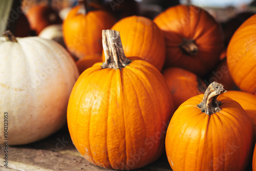 Lots of Orange Pumpkins for Halloween from a Pumpkin Field Patch Ready to Carve Fresh Orange Fall Holiday Pumpkin Fruit Collection