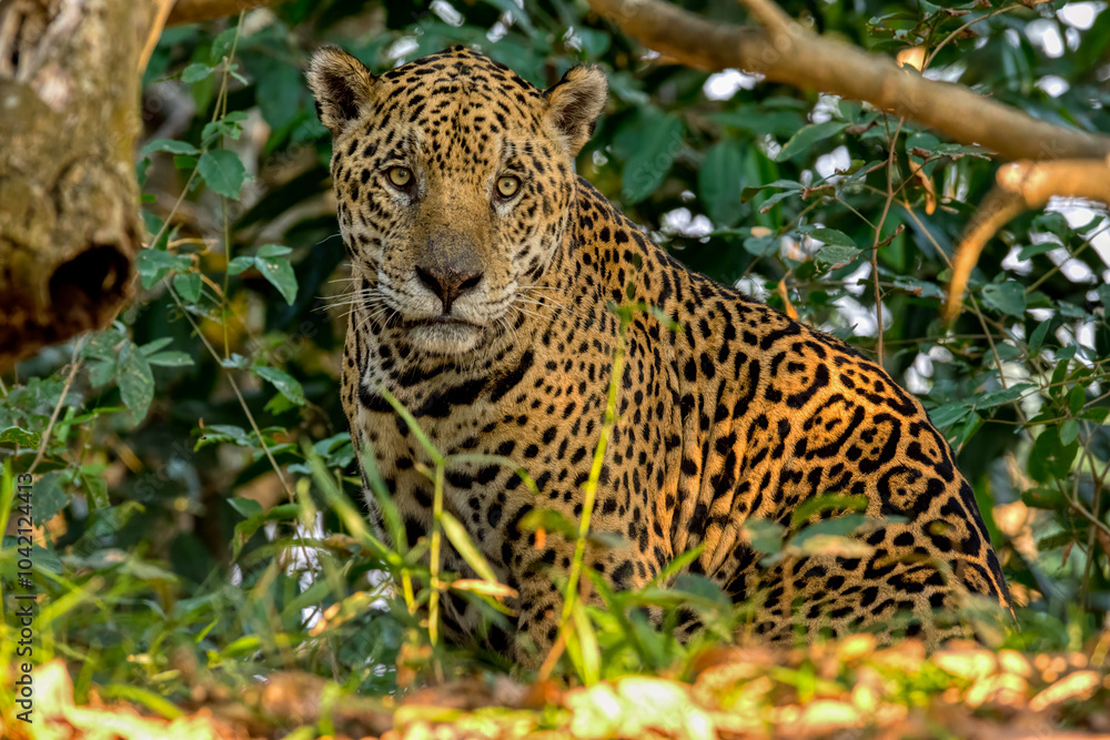 Fototapeta premium Jaguar