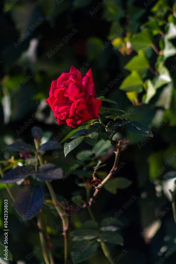Frescas y Radiantes: Rosas Rojas en Primer Plano Frescas y Radiantes: Rosas Rojas en Primer Plano