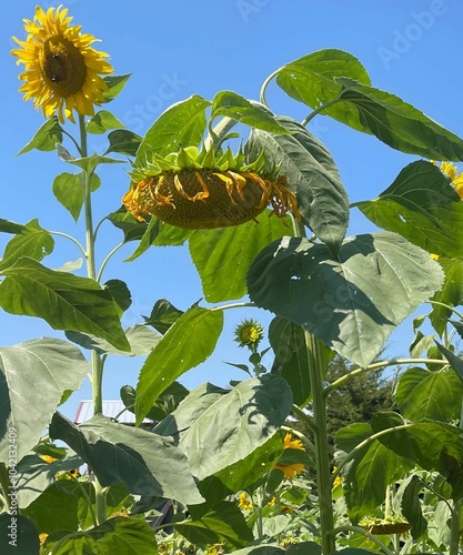 Cuadro en lienzo A sunflower with a drooping head, bent over and looking heavy with mature seeds