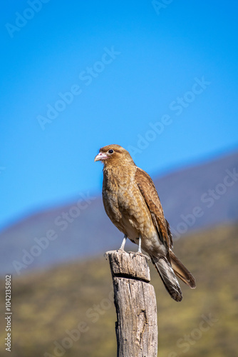 
We see a beautiful bird posing on a piece of wood, better known as Chimango (Daptrius Chimango), it lives in almost all the countries of Latin America, a hunter and a very scavenger, Mendoza Arg. photo