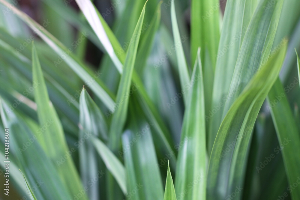 Natural background of fresh green pandan leaves Natural background of fresh green pandan leaves