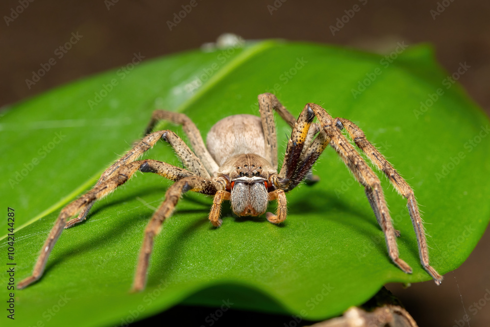 A beautiful female common rain spider (Palystes superciliosus), a species of huntsman spider, in South Africa A beautiful female common rain spider (Palystes superciliosus), a species of huntsman spider, in South Africa