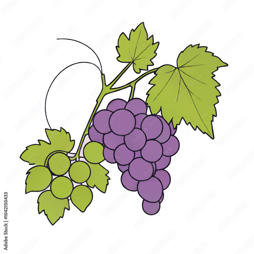 Fototapeta premium grapes and leaves vector