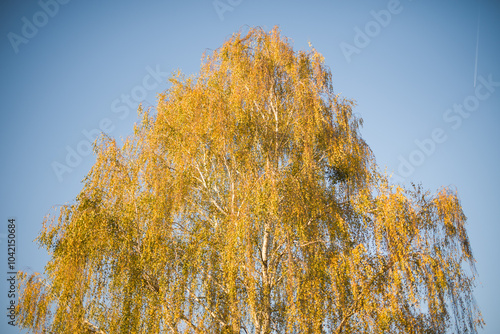 Fototapeta Naklejka Na Ścianę i Meble -  jesienna brzoza