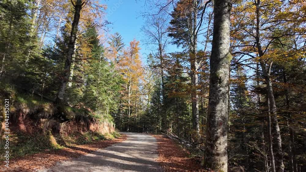A serene forest path bathed in autumn sunlight, perfect for hiking and nature exploration A serene forest path bathed in autumn sunlight, perfect for hiking and nature exploration