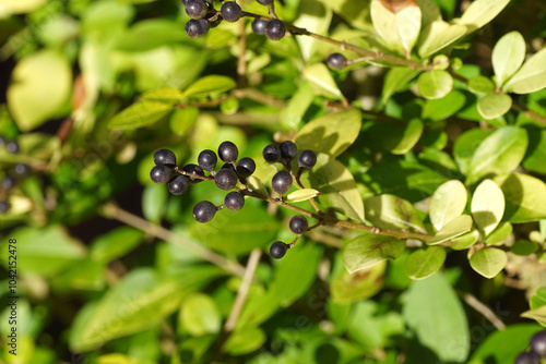 Close up of black berries of Ligustrum ovalifolium (Korean privet, California privet, garden privet, oval-leaved privet). Family Oleaceae. Autumn, October, Dutch garden