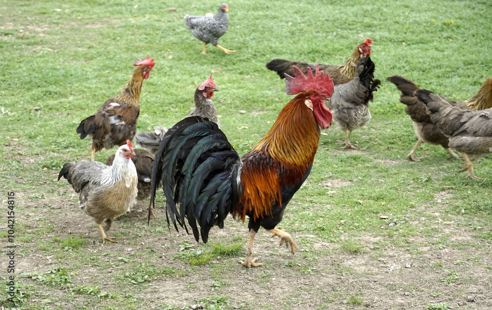 Fototapeta premium rooster and hens in the yard