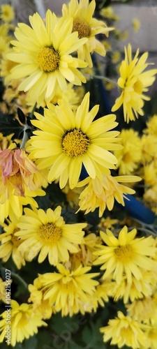 yellow chrysanthemum flowers