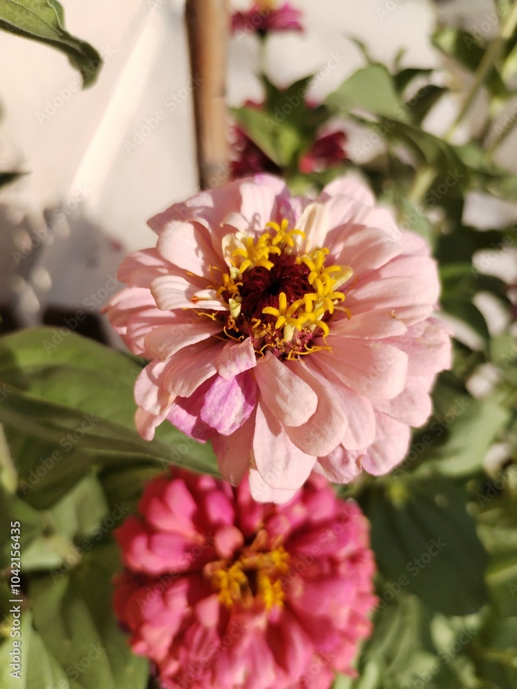 pink and white dahlia